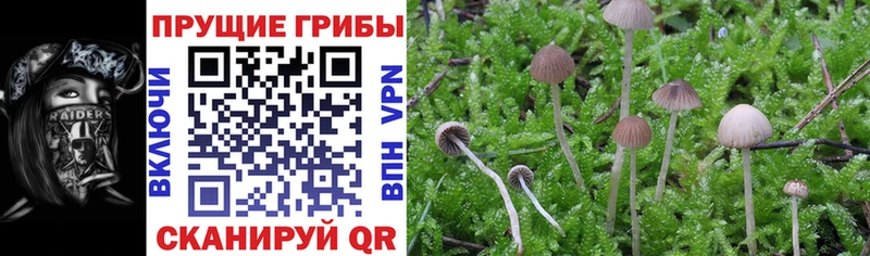 дарк нет официальный сайт  Аткарск  мега ССЫЛКА  Галлюциногенные грибы MAGIC MUSHROOMS  купить  
